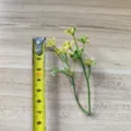 Artificial green leaf branch for DIY crafts, floral arrangement, and hat decoration. - 2-Prong Star Leaf