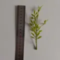 Green PVC artificial plant leaf branch for DIY crafts wedding corsage hat decor size ref - Light Green - Dragon Fruit Grass