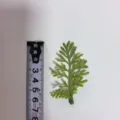 Green PVC artificial leaf detail for DIY craft floral arrangement and corsage accessories. - Pine and Cypress Leaves