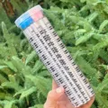 Detail view of piano keyboard pattern pencils in a clear storage tube, perfect music stationery. - 36 Pcs/Set / Piano White