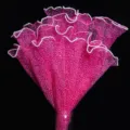 Koreanisches Perlen Wellengarn plissiertes Netz DIY Blumenverpackung Material Geschenkpapier - Perlen-Schneepunktnetz (28cm*4 Yards) / Rosérosa