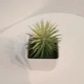 Kleine künstliche Sukkulente im weißen quadratischen Topf für Deko und Zuhause. - Stil 21