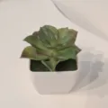 Nahaufnahme der künstlichen Sukkulente im Topf, Miniatur-Grünpflanze für Innendekoration. - Stil 16