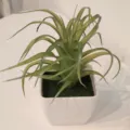 Künstliche Sukkulente im weißen quadratischen Topf, ideal für Heimdeko und DIY Blumen. - Stil 13