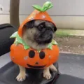Costume d'animal de compagnie citrouille d'Halloween mignon pour chiens, drôle de chiot cosplay. - S / Tête de Citrouille Rigolote