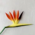 Close-up detail of artificial bird of paradise flower petal structure, vibrant floral decor element - Orange Yellow
