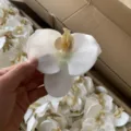 Artificial white orchid flower heads for DIY crafts, clothing, shoes, and hat decorations. - White Small