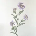 Fleur de dentelle artificielle violette de luxe minimaliste pour maison et mariage de style. - Violet