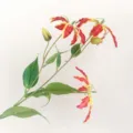 Detailed view of artificial gloriosa lily branch with realistic red yellow wavy petals and green leaves. - Orange Red