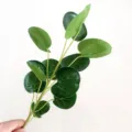 Artificial Green Leaf Branch Fake Eucalyptus Golden Pocket Leaf Floral Arrangement Decor - Printed