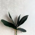 Artificial green orchid leaves EVA material fake plant foliage for floral arrangement decor SKU - Green