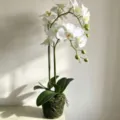 Artificial white orchid potted plant faux phalaenopsis with moss base for home decor. - White