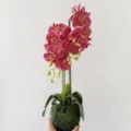 Artificial pink phalaenopsis orchid in moss ball pot fake plant for home decor and party styling - Rose Red