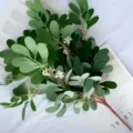 Artificial money leaf branch fake plant green foliage 9 forks for wedding home decor display - Green