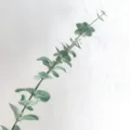 Artificial eucalyptus leaf stem detail shot, green dollar leaf branch for floral arrangement. - Printed