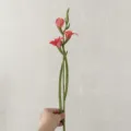 Artificial soft rubber gladiolus single flower for home decor wedding photography props - Bright Red
