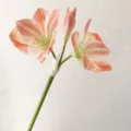 Artificial Pink Amaryllis Flower Single Stem Fake Floral Branch for Home Wedding Decor - Light Pink