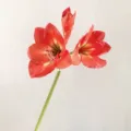 Artificial amaryllis flower red coral faux plant stem for home wedding decoration floral arrangement - Rouge Red