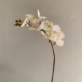 Mini artificial phalaenopsis orchid branch white fake flower for home decor and wedding - White
