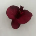 Artificial Phalaenopsis flower head DIY accessories for shoes hats and clothing decoration - Red