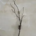 Künstlicher trockener Zweig Rebe für Zuhause Hochzeit Party Dekoration Blumenarrangement Zubehör SKU - Toter Ast Grün