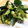 Detailed close-up view of artificial green berry branches with realistic speckled fruits and leaves. - Green