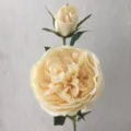 Bellissimo fiore artificiale rosa stelo singolo peonia per decorazione matrimonio e casa - Bianco avorio