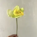 Single stem PU artificial orchid flower for home decoration and photography props use. - Green