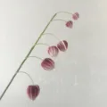 Artificial PU lantern fruit decorative stem fake floral branch for home wedding party decor - Plum Color
