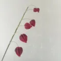Artificial Chinese lantern flower stem faux Physalis branch for floral home decor arrangement. - Dark Red