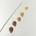 Artificial PU lantern fruit branch, realistic physalis flower stem for home decor and wedding arr. - Coffee