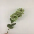 Künstlicher grüner Christrosen Blumenzweig für Heimdekoration und Hochzeitsblumen. - Grün