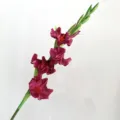 European 4-fork artificial gladiolus flower stem for home decor, wedding floral arrangement. - Fuschia