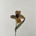 Fiore tulipano vintage PU artificiale stelo singolo decorazione casa matrimonio hotel accessorio. - marrone caramello