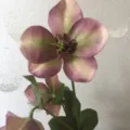 Künstliche Rosen Nieswurz Seidenblume Zweig für Heimhochzeit Dekoration Blumenarrangement. - Lila und Grün