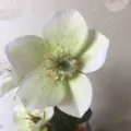 Künstliche Seidenblume Variante, elegante grüne und weiße Blütenblätter für Heimdekoration. - Weiß mit grünem Kern