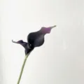Fleur Calla Artificiel EVA Violet Foncé Tige Unique Accessoire Photo Maison Décor - Noir Violet