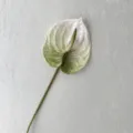 Artificial Anthurium flower single stem 3D print green white home decor floral arrangement - White and Green