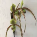 Artificial slipper orchid silk flower arrangement for home decor and Chinese style living room - Green