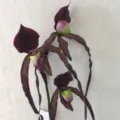 Artificial Slipper Orchid Silk Flower Stem Lifelike Paphiopedilum Home Decor - Deep purple