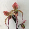 Artificial slipper orchid silk flower branch, decorative fake flower variant for home decor. - Burgundy
