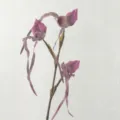 Orchidea Scarpetta Artificiale Fiore di Seta Finta Pianta per la Decorazione Casa - Rosso Viola Chiaro