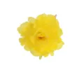 Yellow artificial peony flower hair clip detail close-up fabric hair accessory decoration - Yellow