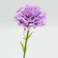 Fleur d'œillet artificielle simple tige courte variante mauve clair décoration maison - Mauve Clair