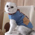 Cute denim cat jacket with pocket and D-ring, warm pet clothes for cats and kittens. - XS / Light Blue
