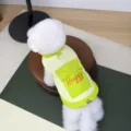 Warm winter pet vest for small dogs, candy color thick dog jacket with pocket and leash ring. - S / Green