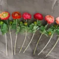 Teste di fiori di ranuncolo artificiale floccaggio seta per matrimonio decoro casa - Rosa Chiaro
