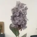 Fiore di ortensia retro artificiale gambo singolo vintage viola seta decorazione variante - Viola Fumo