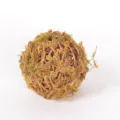 Close-up detail view of natural moss vine ball designed for floral arrangement and home decor. - S / Yellow