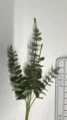 Rametto di Eucalipto Artificiale Foglie Finte Verdi per Decorazione Tavola Casa - Foglia di Moneta a 4 Forche